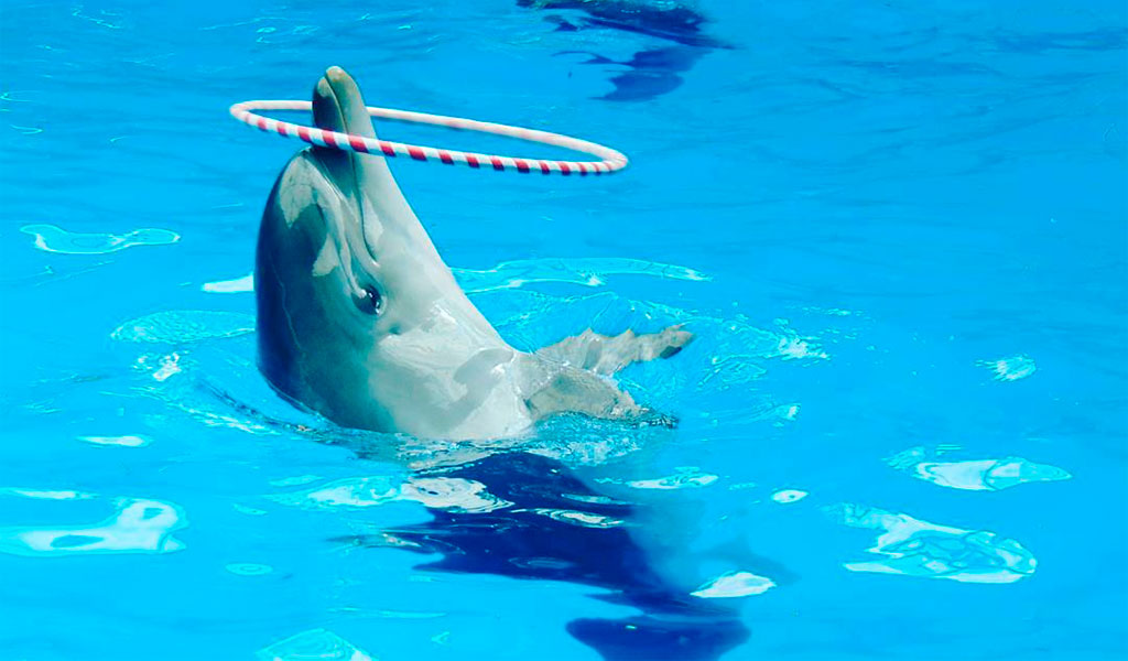 Дельфинарий в Кабардинке
