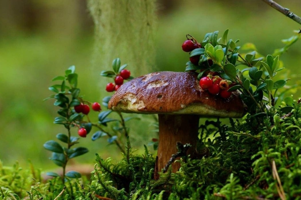 Август природа грибы ягоды 