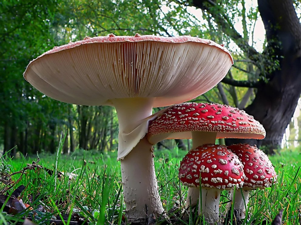 Ядовитые грибы в Самарской области фото